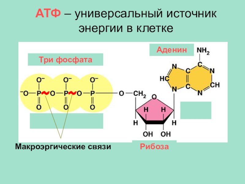 Молекула атф макроэргические связи. Макроэргическая связь в АТФ. АТФ универсальный источник энергии.