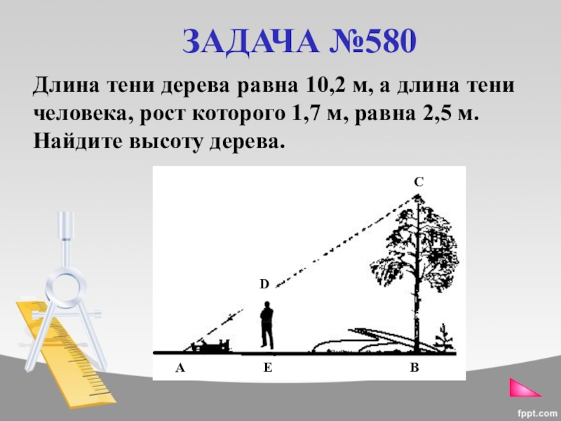 Найдите высоту дерева. Длина тени дерева. Задачи на длину тени. Задачи на тень. Длина дерева и высота тени.