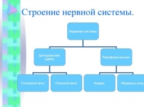 Презентация к уроку Строение спинного мозга 8 кл биология