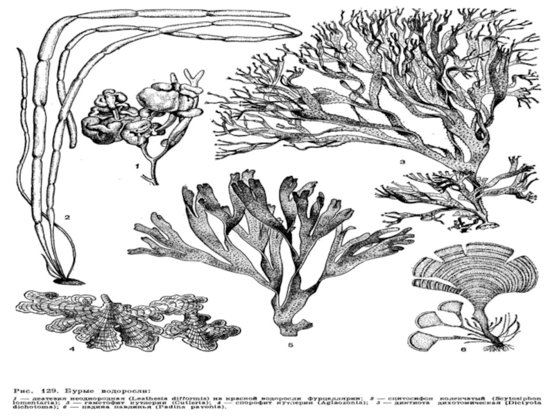 Нарисовать водоросли по биологии 5 класс