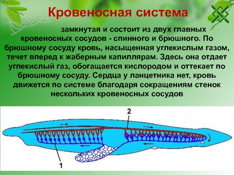 Замкнутая кровеносная система характерна для каких