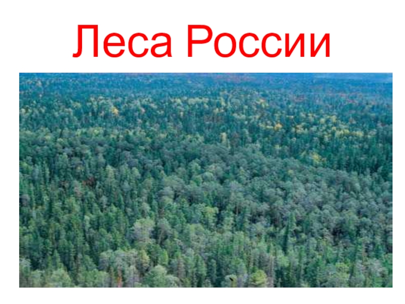 Лес класс. Леса России презентация. Леса России 4 класс. Проект леса России. Презентация на тему леса России.