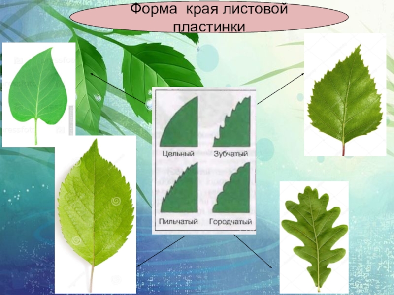 Определить лист по фото онлайн бесплатно