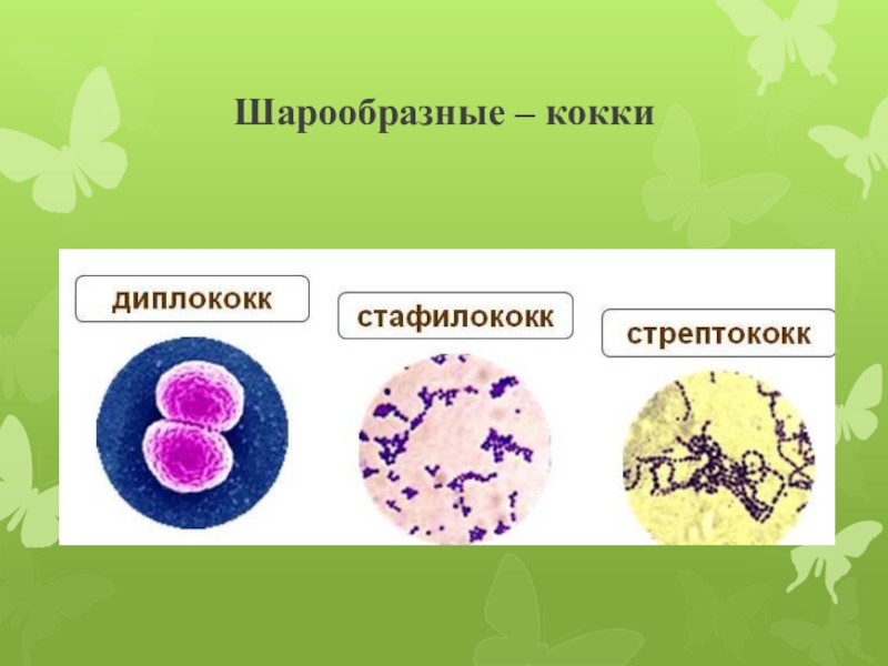 Кокковые бактерии. Шаровидные бактерии кокки рисунок. Строение бактерии кокки. Кокки диплококки стафилококки. Формы бактериальных клеток кокки сферические.
