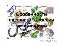 Презентация по биологии на тему:  особенности внешнего строения земноводных