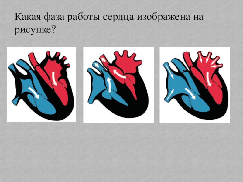 На рисунке изображен сердце. Какая из фаз работы сердца изображена на рисунке. Стадии работы сердца на рисунке. Движение и сокращения предсердий. Систола предсердий рисунок.