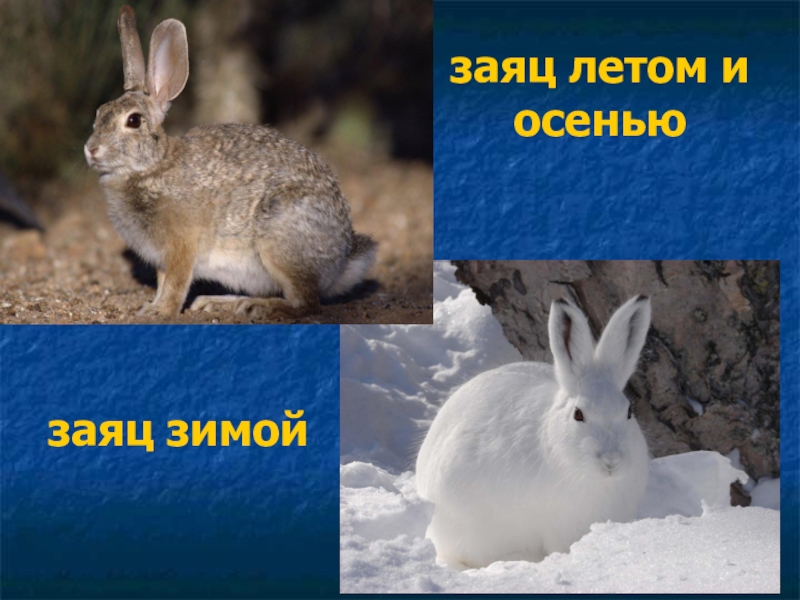 Изменение окраски зайца беляка. Заяц зимой и летом. Заяц зимой. Заяц летом. Заяц зимой для дошкольников.