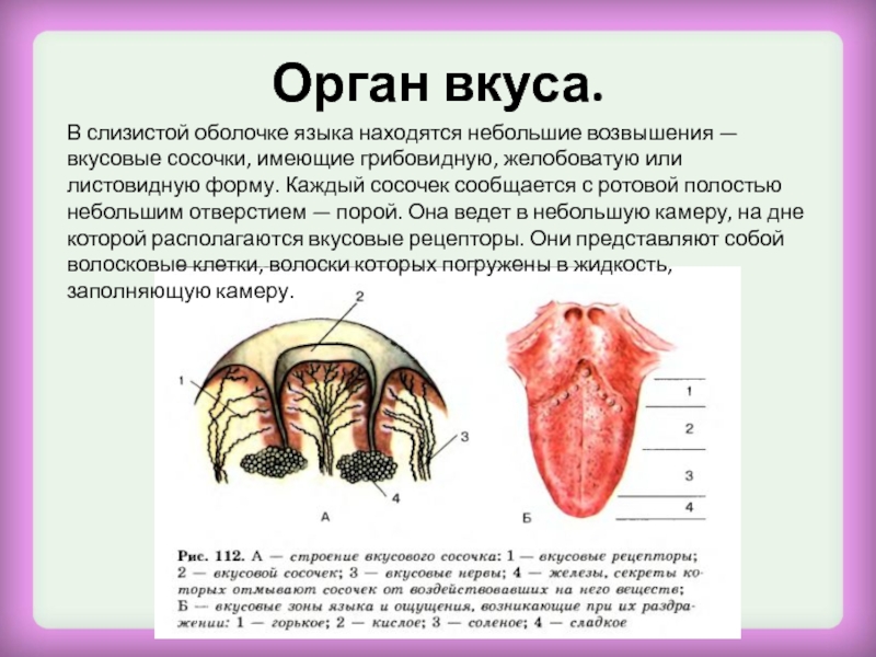 Что такое волосы биология 8 класс