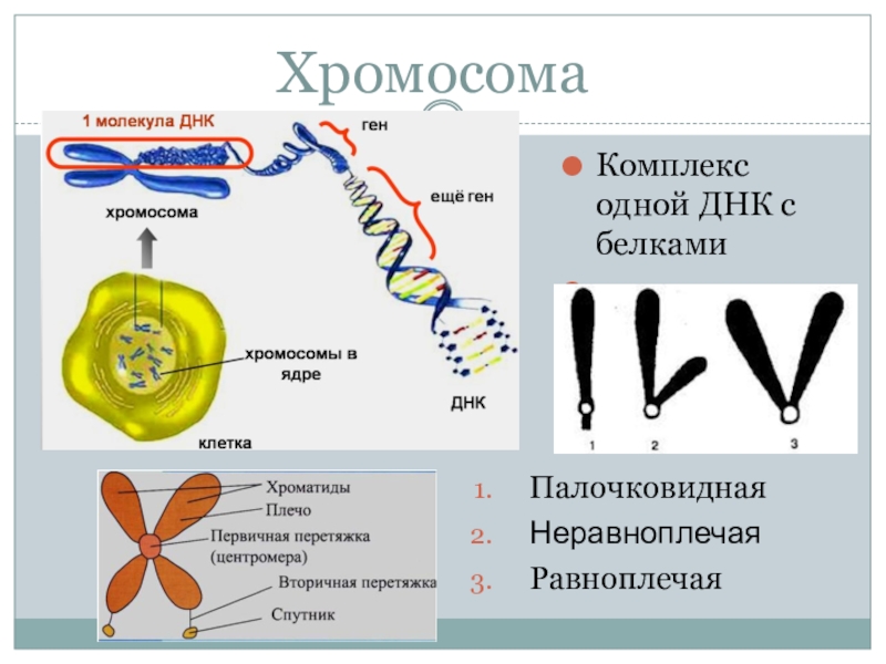 Хроматид в ядре. Строение и функции хромосом клетки. Ген ДНК хромосома. Строение клетки хромосомы. Строение хромосомы эукариотической клетки.