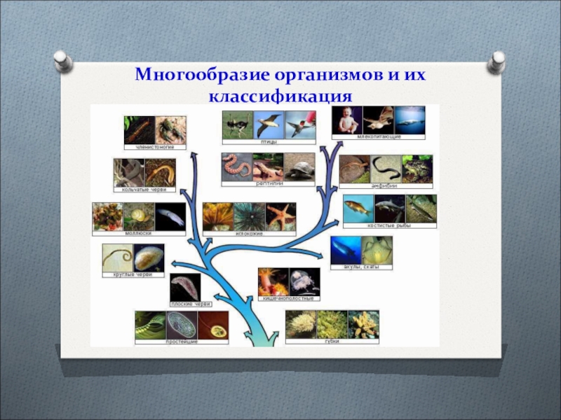 Презентация многообразие организмов и их классификация 7 кл