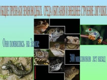 Общие признаки земноводных. Среда обитания и внешнее строение лягушки