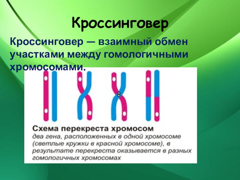 Хромосомная теория презентация