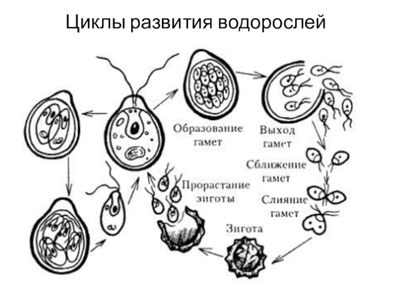 Цикл развития водорослей схема