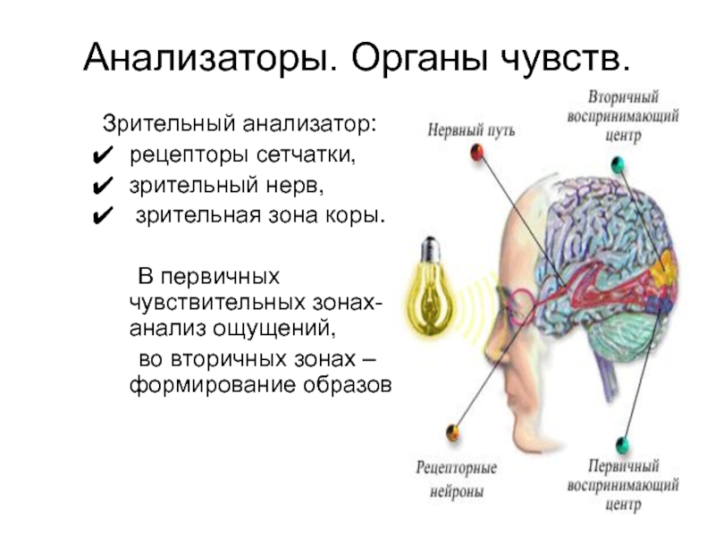 Описание зрительного анализатора