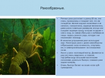 Презентация обобщающего урока по темеТип Членистоногие (7 класс)