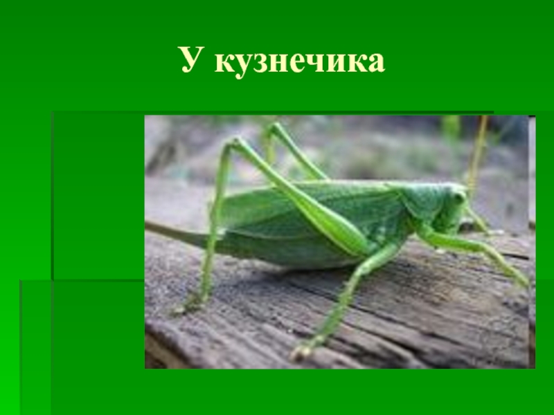 Презентация кузнечик 2 класс