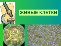 Живые клетки