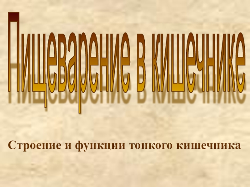 Презентация Пищеварение в желудке и кишечнике