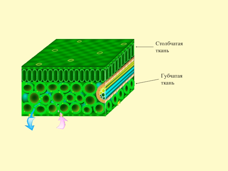 Губчатая ткань. Столбчатая и губчатая ткань. Основная ткань столбчатая и губчатая. Столбчатая и губчатая ткань листа. Губчатая и столбчатая ткань функции.