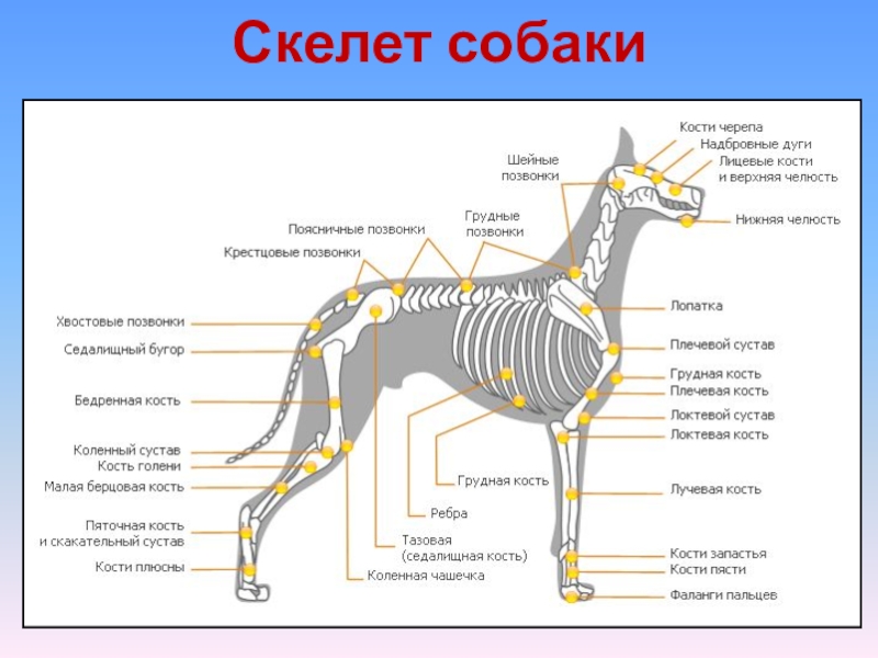 Проект по биологии собаки 7 класс