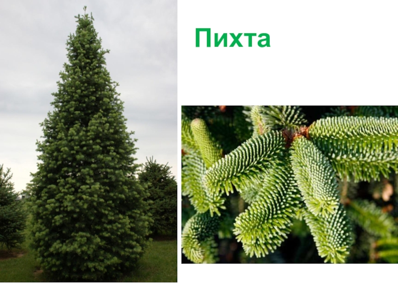 Голосеменные растения пихта сибирская. Семена пихты описание. Пихта класс. Пихта киликийская. Пихта сибирская (аbies sibirica).