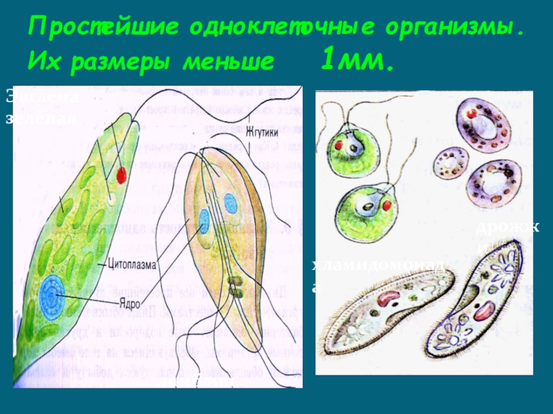 2 одноклеточных организма. Простейший организм. Дрожжи одноклеточные организмы. Уровни организации одноклеточных организмов. Эвглена и хламидомонада.