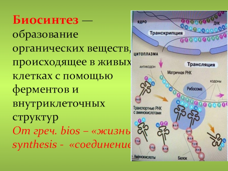 Процессы синтеза в живых клетках презентация 11 класс пономарева