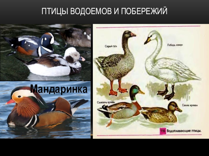 Птицы водоемов. Птицы водоемов и побережий. Птицы водоемов представители. Биология птицы водоемов и побережий. Птицы побережий водоемов и болот представители.