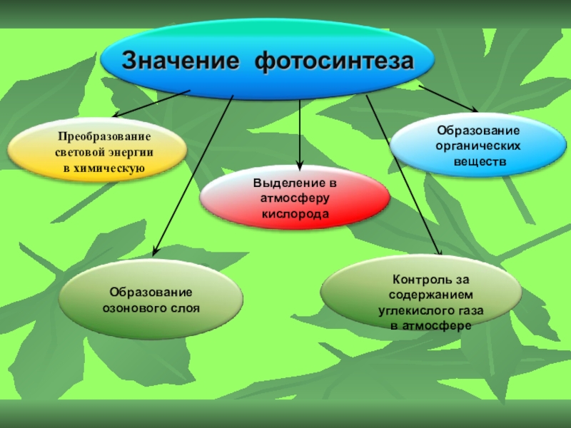 Биологический проект 9 класс