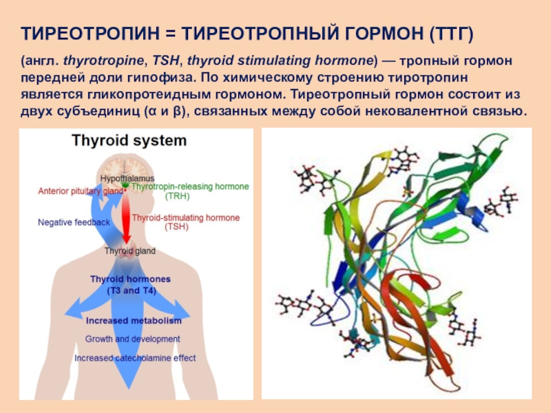 Hormona tirotropina alta
