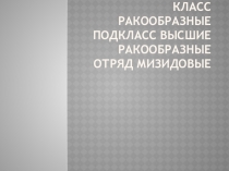 Презентация по биологии на тему Класс Ракообразные.Подкласс высшие ракообразные.отряд мизидовые