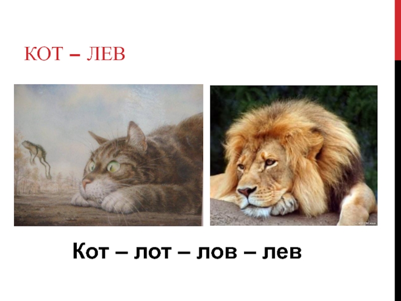 Кот лев картинка