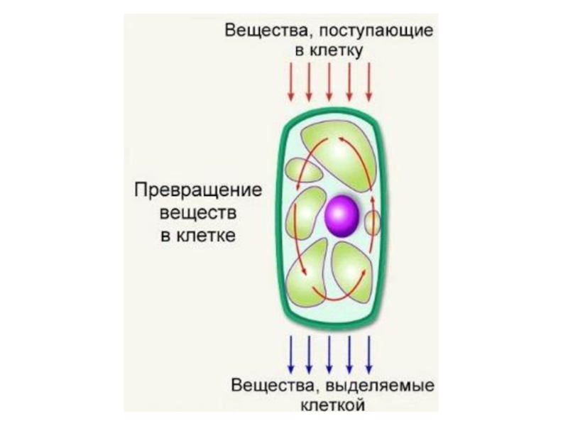 Схема жизнедеятельности клетки