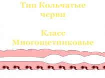Презентация по биологии на тему Многощетинковые черви (Кольчатые)
