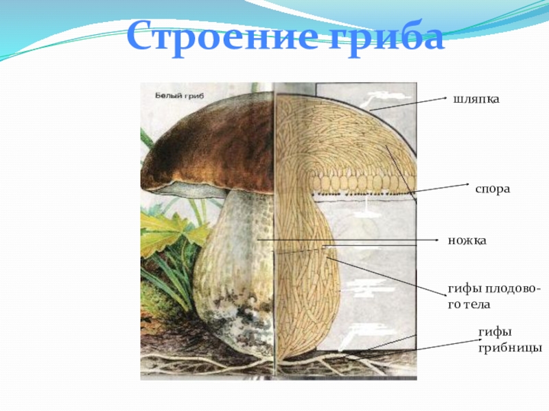 Строение грибов. Строение тела гриба. В шляпке гриба образуются