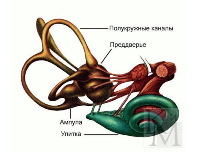 Вестибулярный аппарат рисунок строение