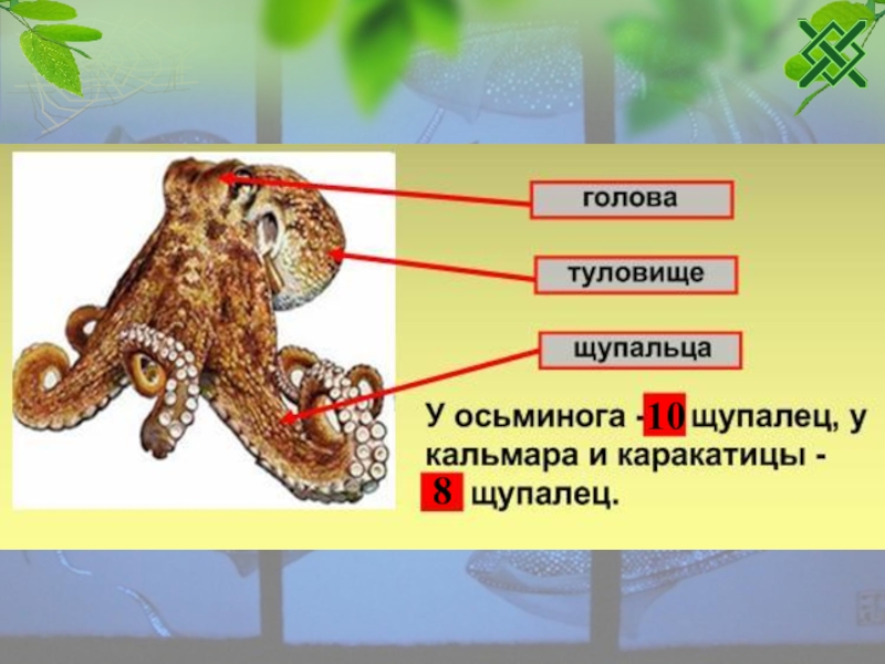 Тест по биологии на тему тип моллюски