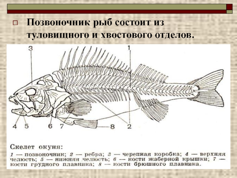 Позвоночник рыб состоит из туловищного и хвостового отделов.