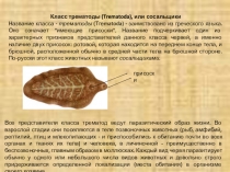 Презентация по зоологии беспозвоночных животных Паразитические плоские черви трематоды
