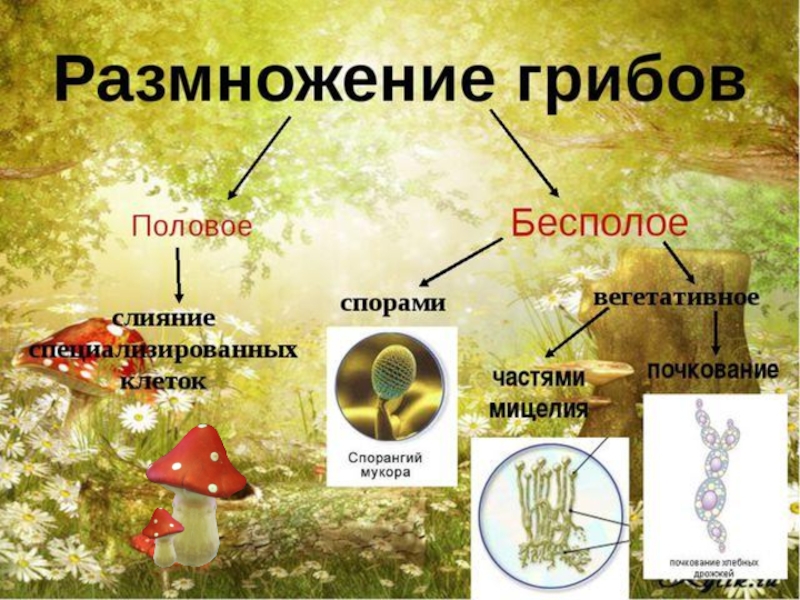 Расселение и распространение живых организмов биология 6 класс презентация