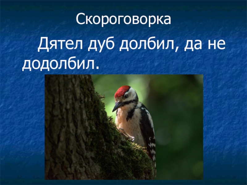 Дятел дуб. Дятел дуб долбил. Скороговорка про дятла. Дятел дуб долбил долбил скороговорка. Дятел долбит дуб скороговорка добрый картинка.