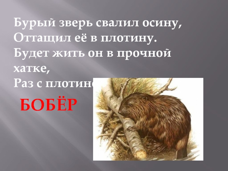 О бобрах 4 класс окружающий мир. Загадка о бобрах. Загадки про Бобров. Загадка про бобра. Загадка про бобра для детей.