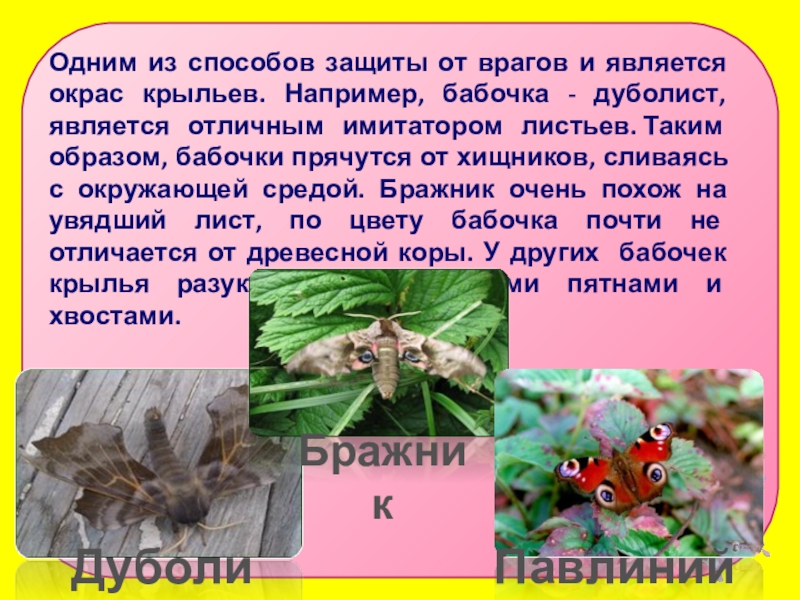 Сведения о бабочках 2 класс окружающий мир. Примеры бабочек. Доклад про бабочку на английском языке 5 класс.