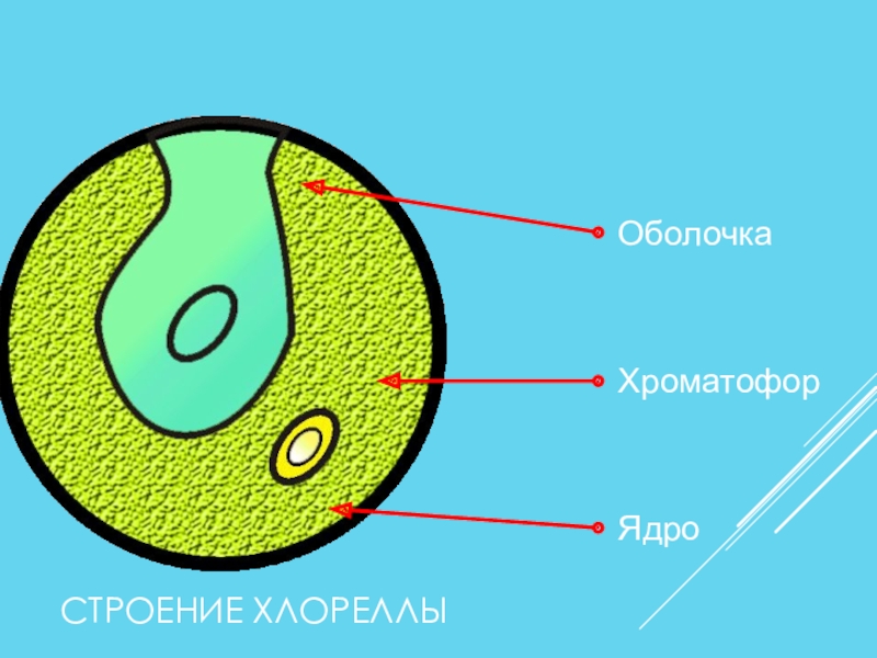 Хлорелла строение рисунок