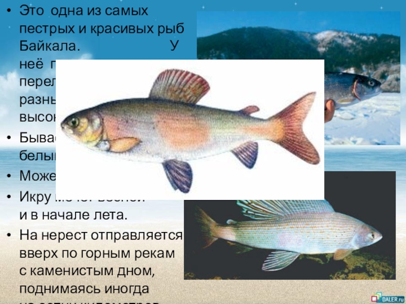 Рыбы иркутской области названия и фото