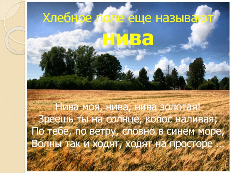 Что обозначает поле. Жадовская Нива моя Нива Нива Золотая. Нива это в литературе. Стихи про ниву золотую. Нива что означает это слово.