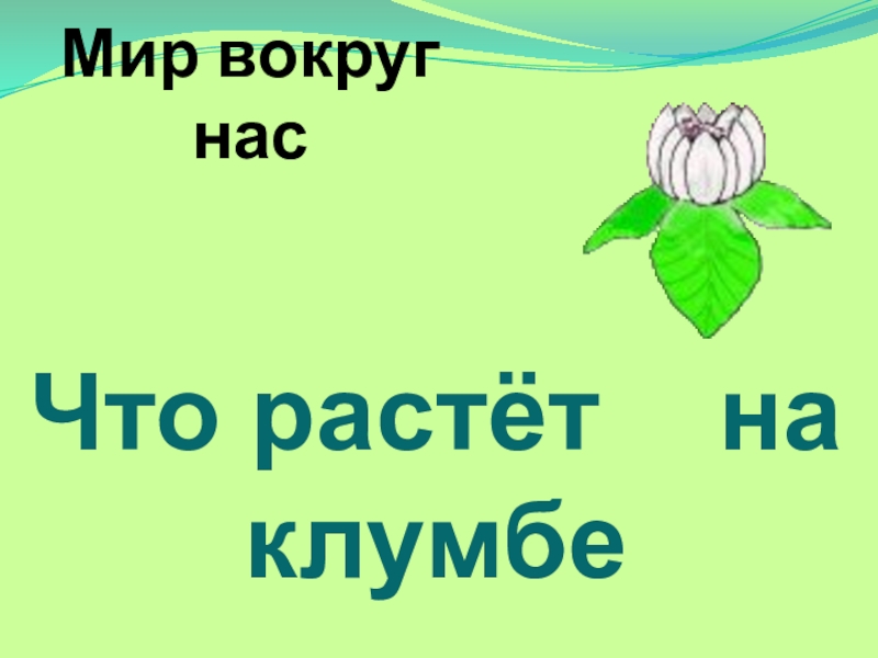 Презентация 1 класс что растет на клумбе 1 класс