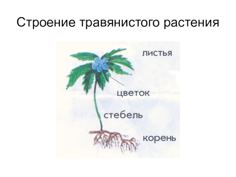 Строение растений презентация. Строение травы. Схематическое строение травянистых растений. Части травянистого растения. Части травянистого растения схема.