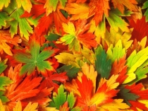 Презентация к уроку Путешествие в страну Здоровья (4 класс)