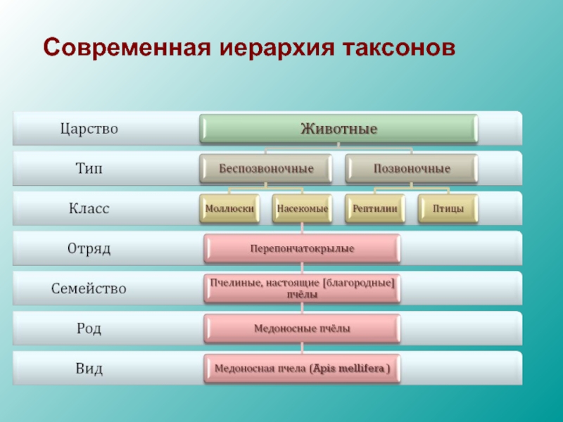 Схема систематических единиц